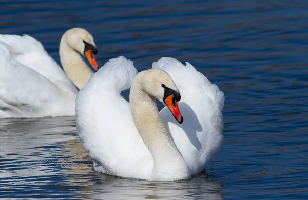 Swans Family Blue Water Morning — Stock Photo, Image