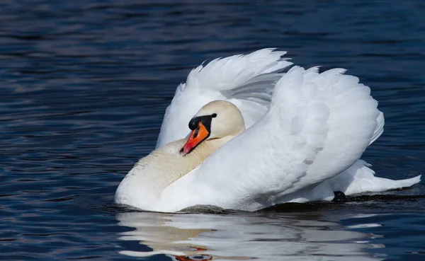 Cisne Mudo Sol Manhã — Fotografia de Stock