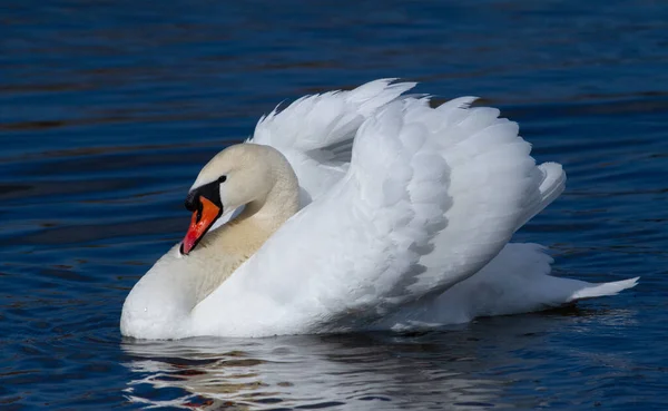 Swan Němá Labuť Krásná Bílá Labuť — Stock fotografie