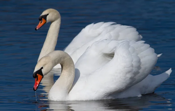 Swans Family Blue Water Morning — Stock Photo, Image