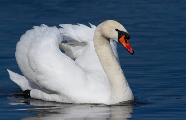 Swan Němá Labuť Krásná Labuť Plave Řece — Stock fotografie