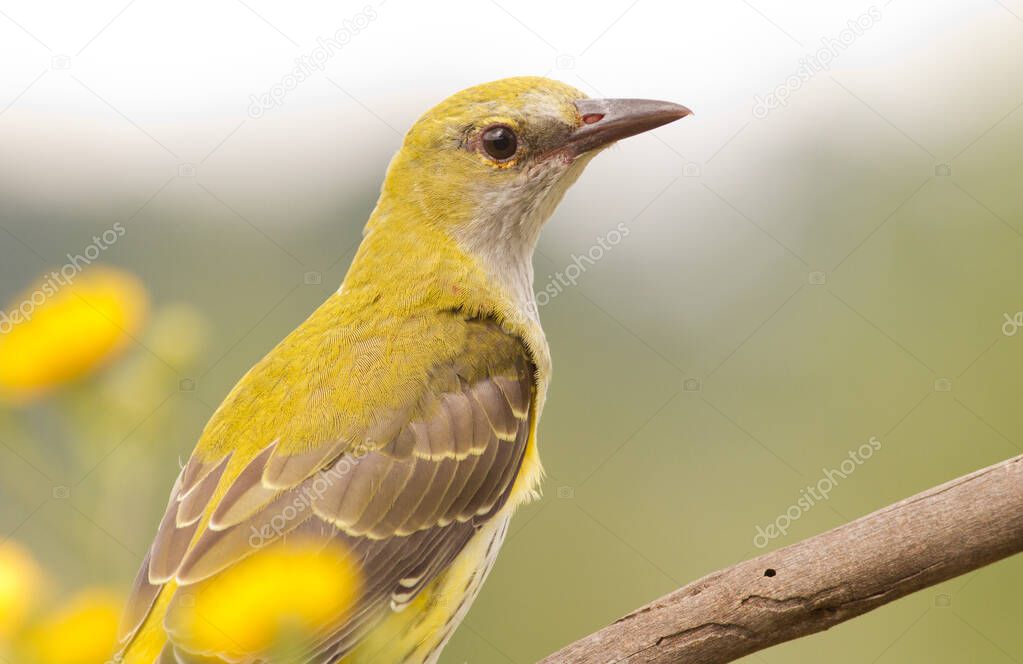 Portrait of a Oriole with yellow flowers. Bird close-up, beautiful bokeh, detailed picture