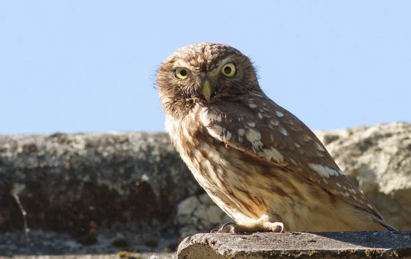Little Owl Athene Noctua Close Bird Sitting Slate Roof — Stock Photo, Image