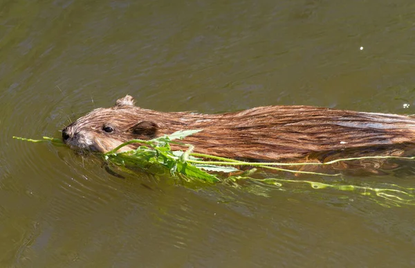 Muskrat, musquash, ondatra, Ondatra zibethicus. Misk faresi, dişlerinde yeşil bir dalla nehirde yüzer.