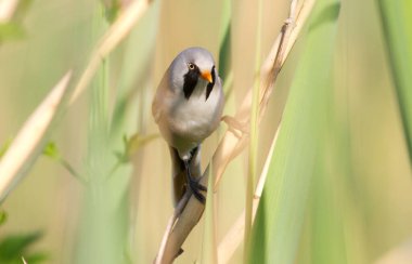 Bearded tit (Panurus biarmicus) The male shows his mustache