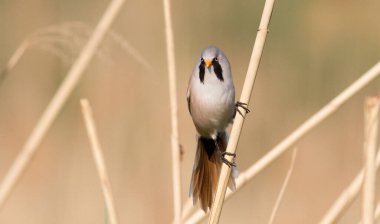 Bearded tit (Panurus biarmicus) The male shows his mustache