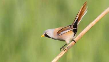 Bearded tit (Panurus biarmicus) Male on green background