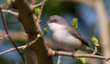 Daha az beyaz boğazlı, Sylvia Curruca. Küçük ötücü kuş. Yakından, kuş bir dala oturur.