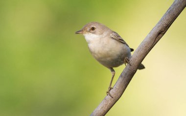 Whitethroat, Sylvia Communis. Kuş yeşil bir arkaplanda bir dalda oturur