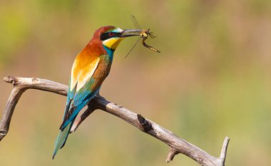 Arı yiyici, merops apiaster. Kuş yusufçuk yakaladı.