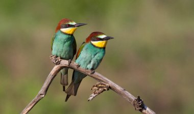 Yaygın arı yiyici, Avrupa arı yiyici, Merops apiaster. En renkli kuşlardan biri. Kuş ailesi bir dala beraber oturur.