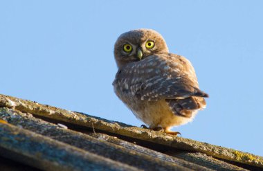 Küçük baykuş, Athene Noctua. Bir kuş eski bir çatıda oturur. Genç baykuş!