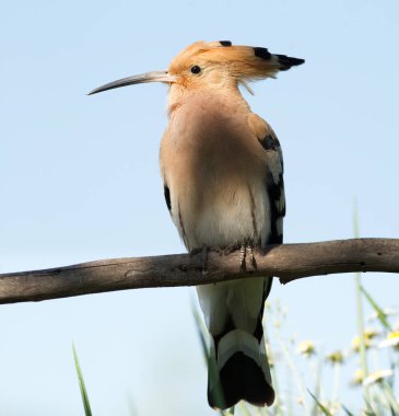 Hoopoe, Upupa epops. Kuşun üzerindeki bir ağacın gölgesi. Çerçevede çiçekler