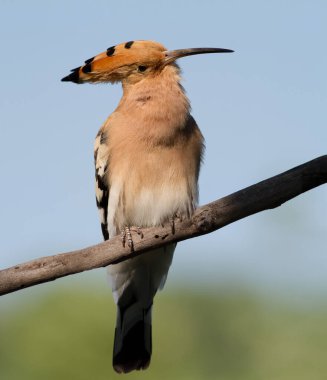 Hoopoe, Upupa epops. Hoopoe gururla gagasını kaldırdı.