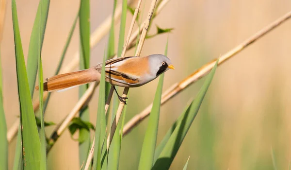 Бородата Цицька Panurus Biarmicus Красивий Птах Живе Біля Річки Тростині — стокове фото