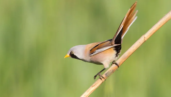 Бородата Цицька Panurus Biarmicus Чоловік Зеленому Фоні — стокове фото