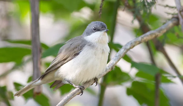 ホワイトスロートが少ないシルビア クルカ 小さな鳥だ 鳥が枝の上に座って — ストック写真