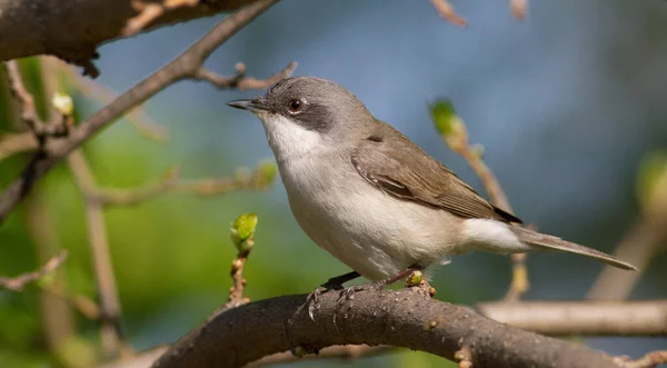 Lesser Whitethroat Sylvia Curruca Little Songbird Close Bird Sits Branch — Stock Photo, Image