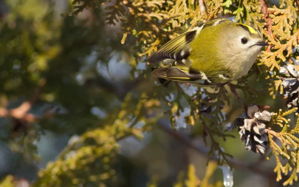 Goldcrest, Regulus regulus. The smallest bird in Europe. Migrant. Lives in coniferous forests