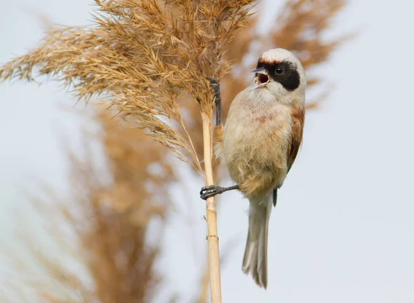 Penduline Tit Remiz Bird Sings Sitting Reed — стокове фото