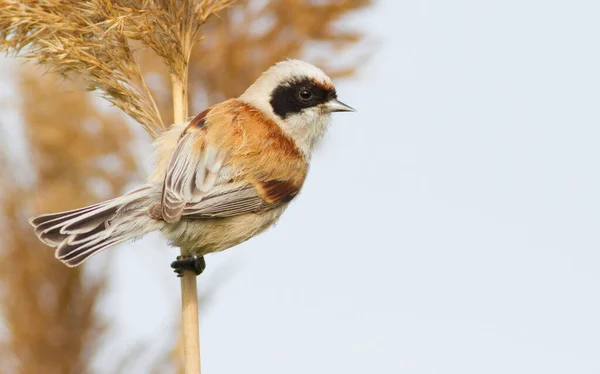 Penduline tit, Remiz. Close-up shot of a bird