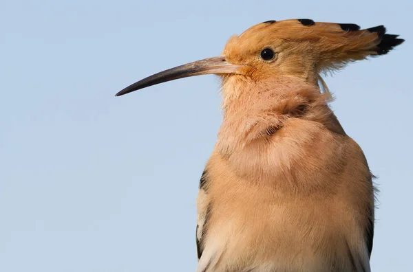 Wiedehopf Upupa Epops Nahaufnahme Auf Einem Himmelshintergrund — Stockfoto