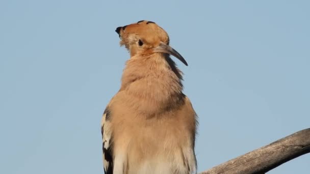 Hoopoe Upupa Epop Detailní Záběr Ptáka Sedí Větvi Vyhřívá Slunci — Stock video