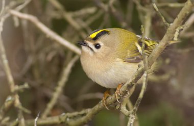 Goldcrest, Regulus regulus, altın armalı krallık. Avrasya 'nın en küçük kuşu. Ötücü kuş.