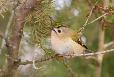 Goldcrest, Regulus regulus, altın armalı krallık. Avrasya 'nın en küçük kuşu. Ötücü kuş.