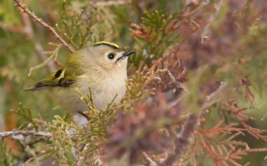 Goldcrest, Regulus regulus, altın armalı krallık. Avrasya 'nın en küçük kuşu. Ötücü kuş.
