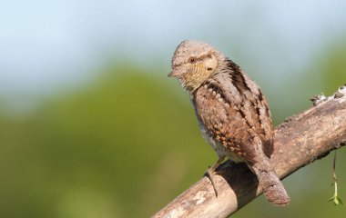 Köylü, Jynx, Jynx torquilla. Bir kuş, kalın ve kuru bir dala oturur.