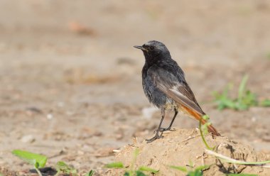 Siyah kızıl, Phoenicurus ochruros. Kuş yerde oturuyor.