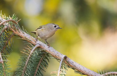 Kıtasal altın arma, Regulus regulus. Kuş köknar dalında oturuyor.