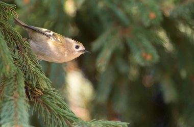 Kıtasal altın arma, Regulus regulus. Kuş köknar dalında oturuyor.