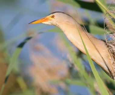 Küçük Bittern, Kioriki, Ixobrychus dakika. Kuş sazlıklarda saklanır.
