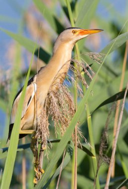 Küçük Bittern, Kioriki, Ixobrychus dakika. Kuş sazlıklarda saklanır.