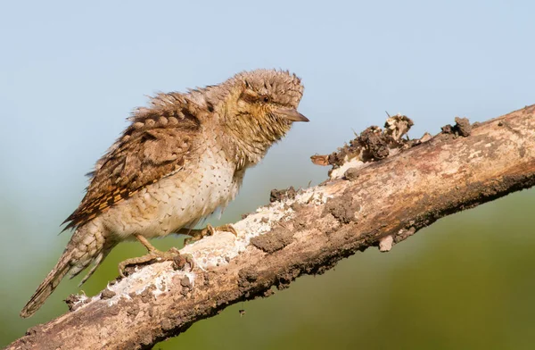 Wryneck Jynx Jynx Torquilla Птах Злий Знервований — стокове фото