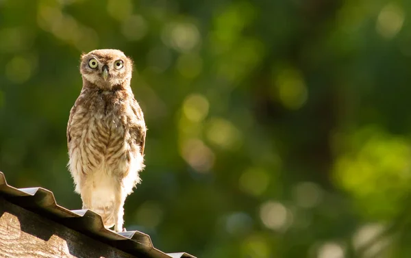 Steinkauz Athene Noctua Eule Sitzt Auf Dem Dach Des Hauses — Stockfoto