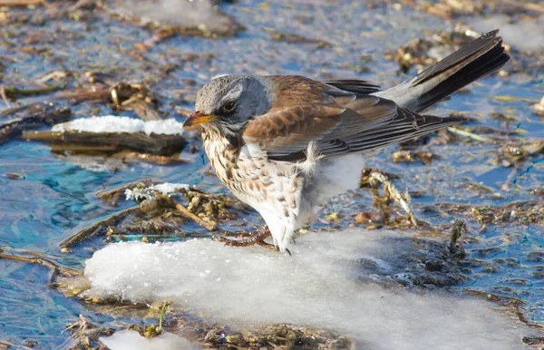 Feldforschung Turdus Pilaris Ein Vogel Sitzt Auf Einer Verschneiten Insel — Stockfoto