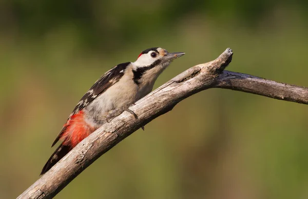 Blutspecht Syrischer Specht Dendrocopos Syriacus Picoides Syriacus Ein Specht Sitzt — Stockfoto