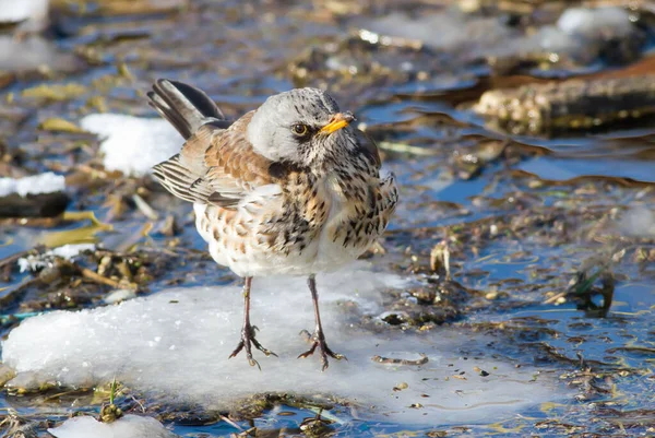 Feldforschung Turdus Pilaris Ein Vogel Sitzt Auf Einer Verschneiten Insel — Stockfoto