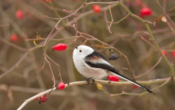 Long Tailed Tit Aegithalos Caudatus Autumn Portrait Bird Sits Branch — ストック写真