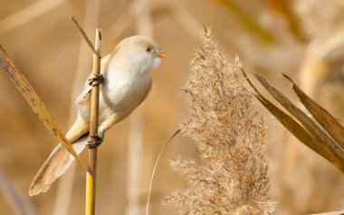 Bearded tit, Panurus biarmicus. The female sits on a reed