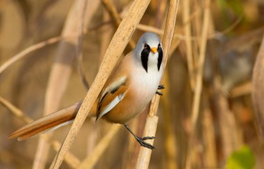 Bearded tit, Panurus biarmicus. The male has a luxurious mustache
