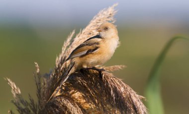 Bearded tit, Panurus biarmicus. Female. Morning, dawn, river