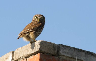Küçük baykuş, Athene Noctua. Bacada oturan bir kuş.