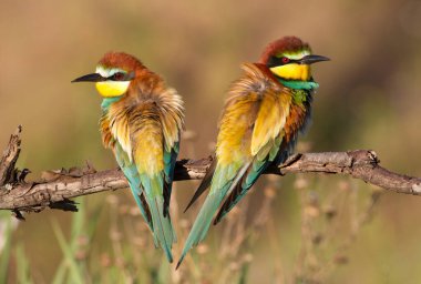 Avrupalı arı yiyici, Merops apiaster. Aile fotoğrafı.