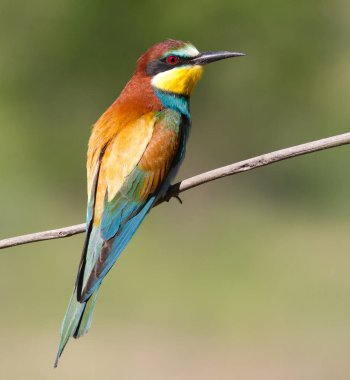 Arı yiyici, merops apiaster. En renkli kuşlardan biri.