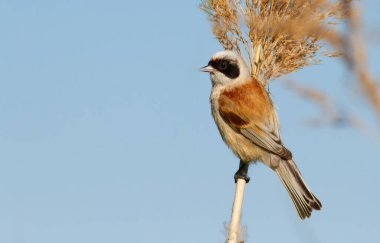 Penduline tit, remiz. The bird sits on a reed against the sky