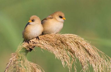 Bearded tit, Panurus biarmicus. Young tits